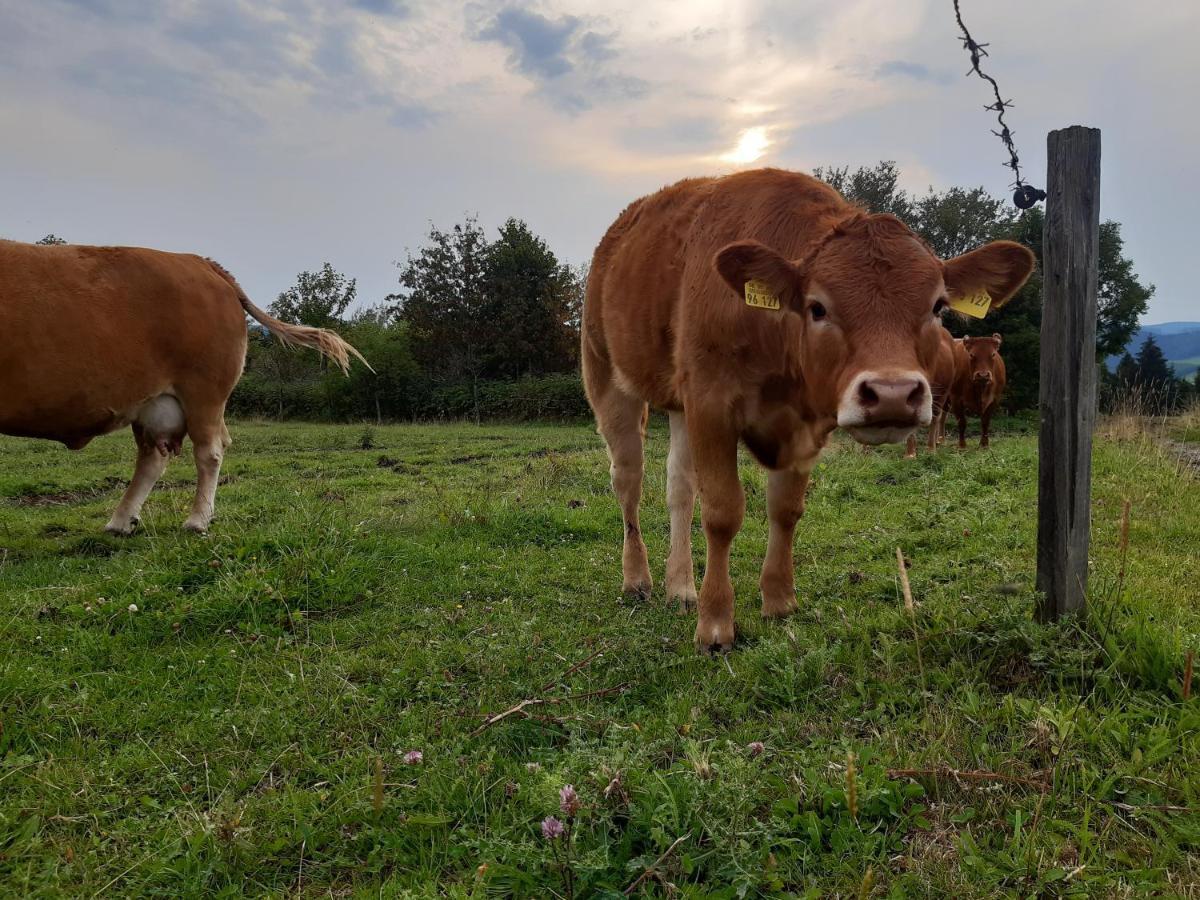 Aussichtsbauernhofpension Hof Gretchens Winterberg Zewnętrze zdjęcie